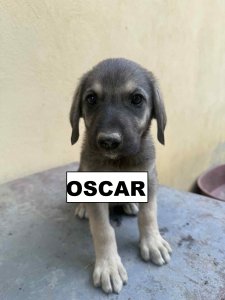 OSCAR (CAMPINA) 